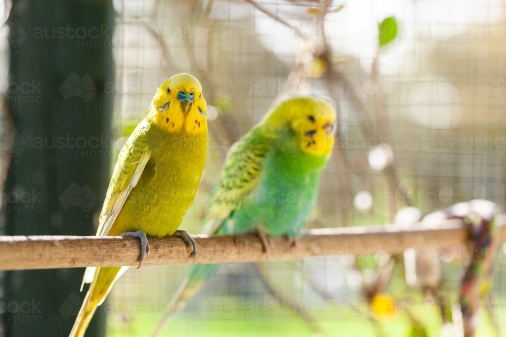 Male and female budgie pair perched on stick in aviary - Australian Stock Image