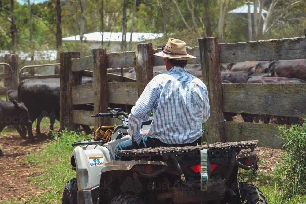 Male farmer on quad bike mustering cattle into cattle yards - Australian Stock Image