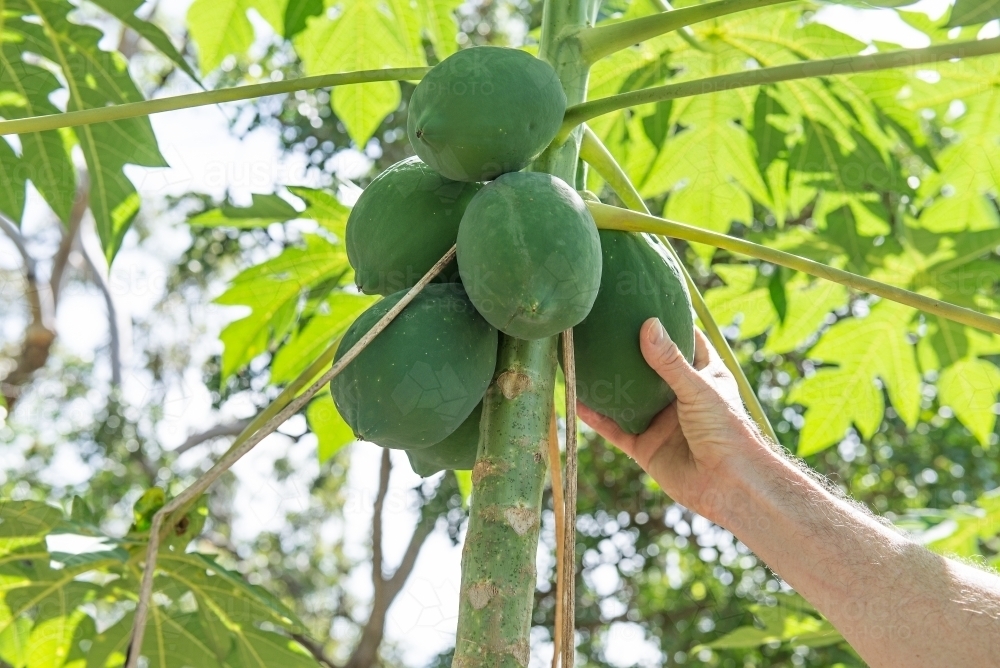 Male hand grabbing Green Paw Paws on tree - Australian Stock Image