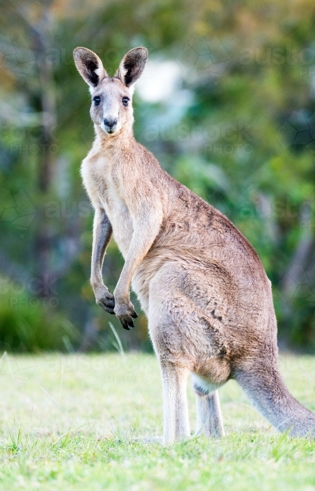 Male kangaroo standing tall. - Australian Stock Image