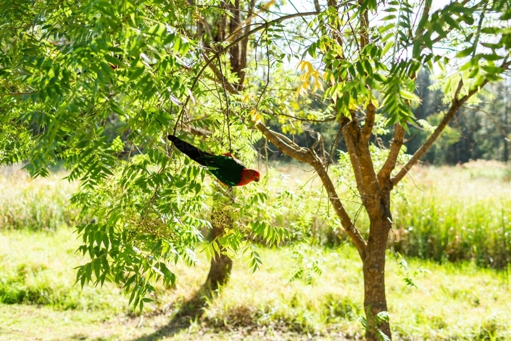 image-of-male-king-parrot-native-australian-bird-in-tree-eating-seeds