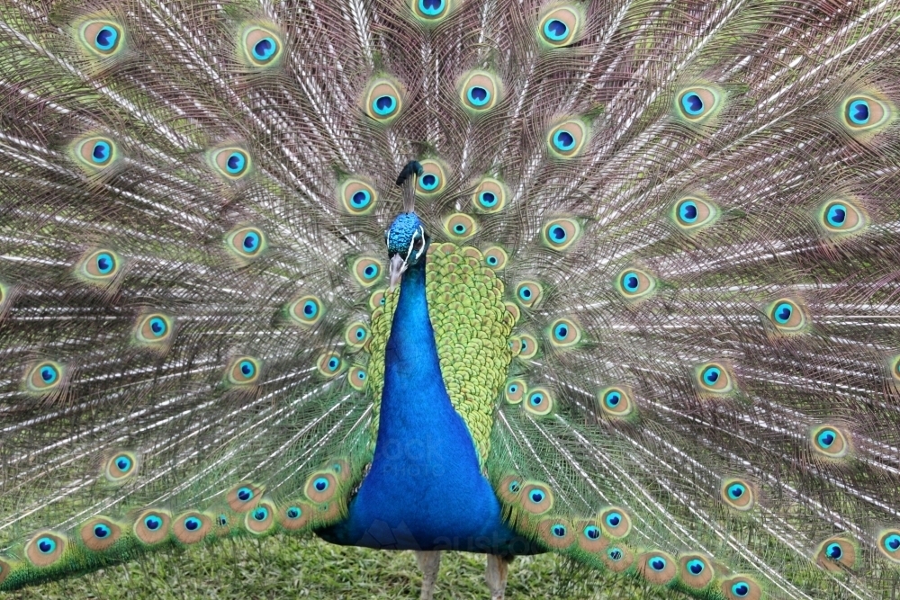 Male peacock on display - Australian Stock Image