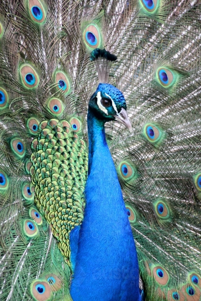 Male peacock surrounded by feathers - Australian Stock Image