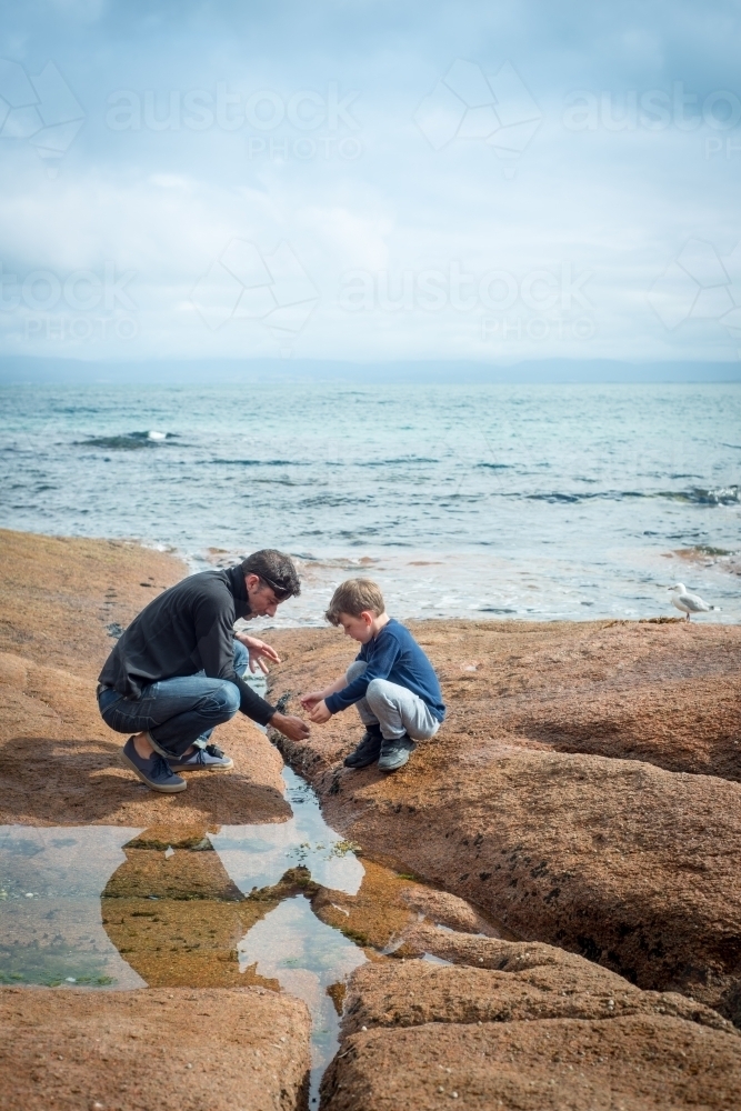 Man and boy looking in rock pools at beach - Australian Stock Image