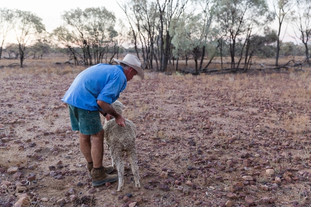 Man helping sheep in drought - Australian Stock Image