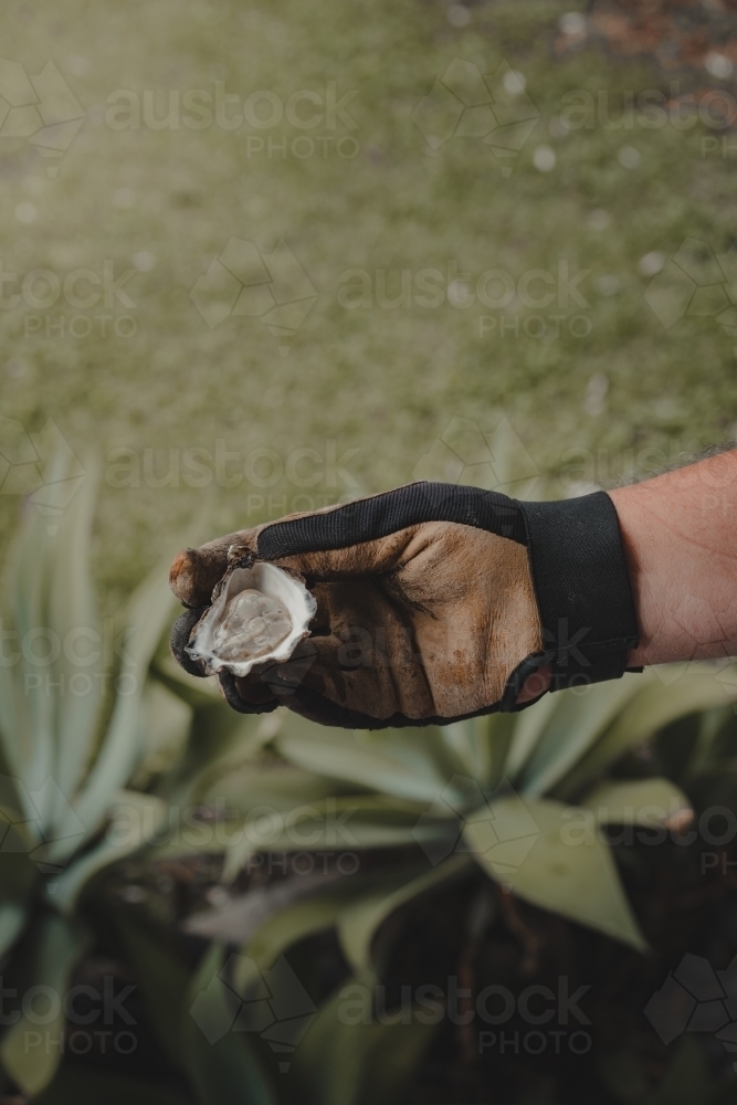 Man holding a freshly shucked oyster with glove outdoors. - Australian Stock Image