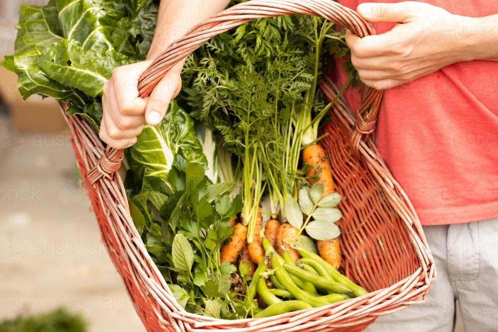 Man holding a red basket with fresh picked vegetables in it with focus on man's hands - Australian Stock Image