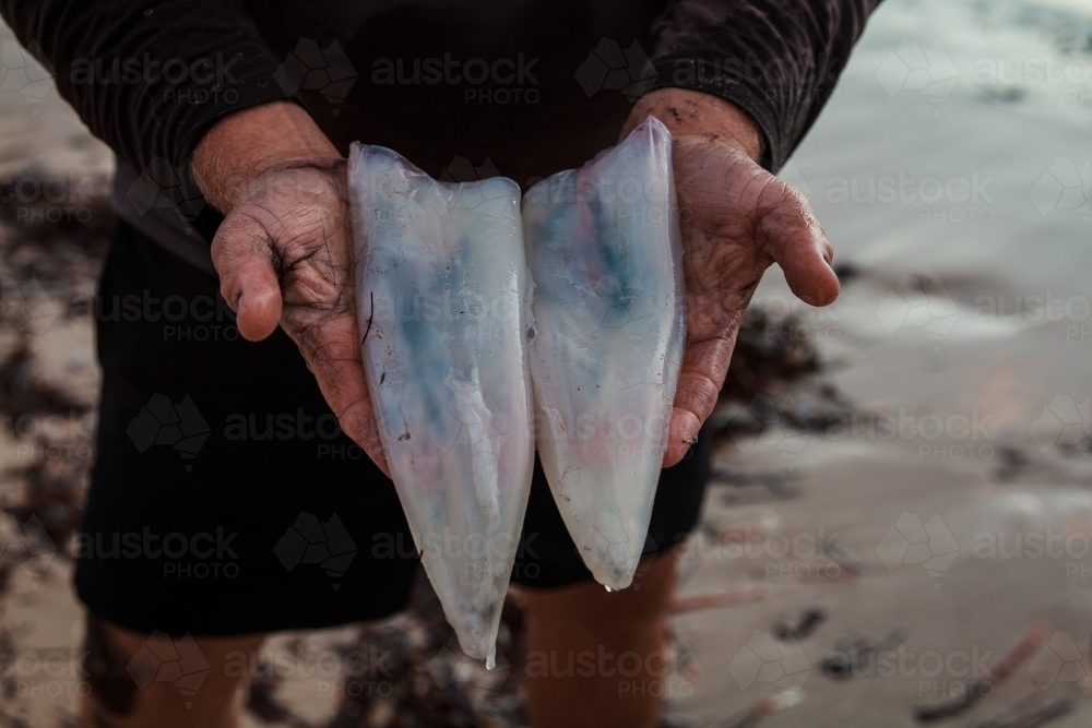 Man holding Squid caught fresh on Kangaroo Island - Australian Stock Image