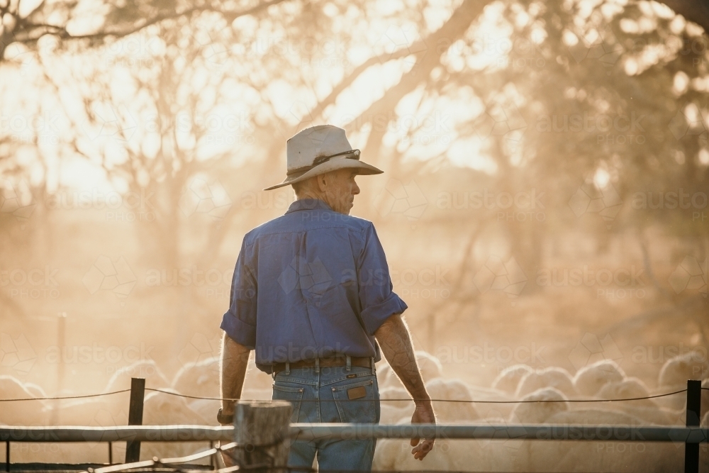 man in blue shirt near the fence watching a flock of sheep - Australian Stock Image