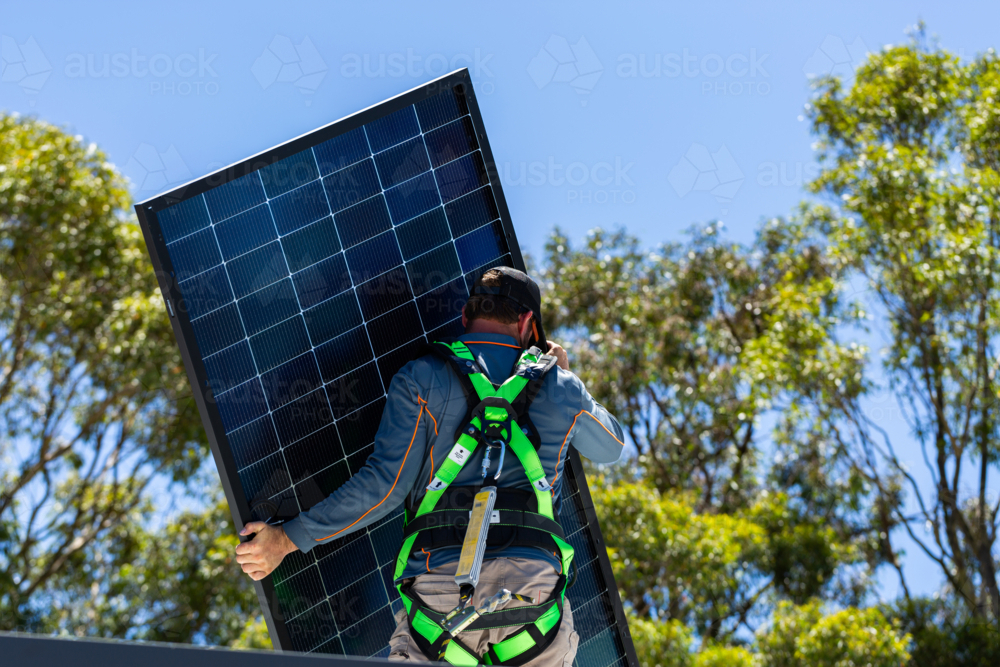 Man in safety equipment holding bifacial solar panel with gum tree backdrop - Australian Stock Image