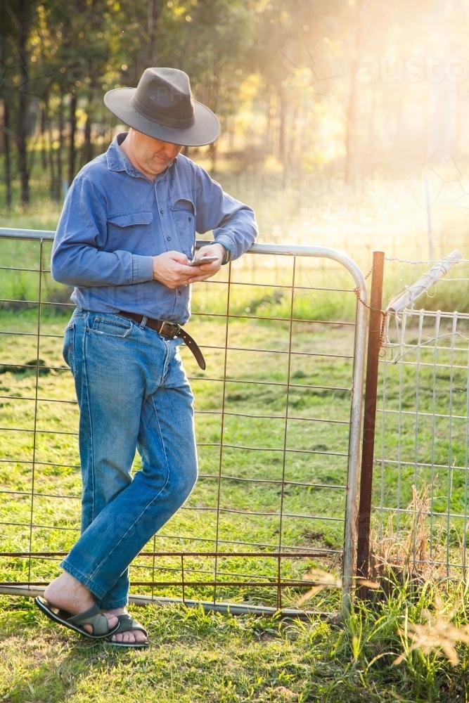Man leaning on farm gate using smartphone in afternoon light - Australian Stock Image