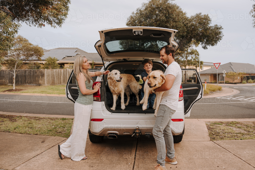 Man loading the dogs inside the car boot. - Australian Stock Image