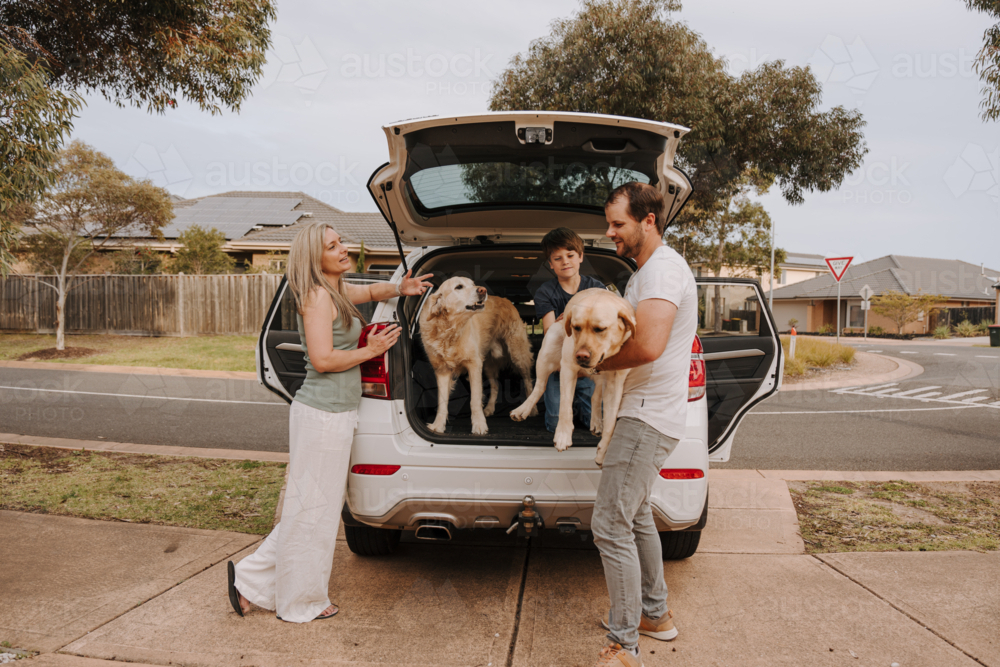 Man loading the dogs inside the car boot. - Australian Stock Image