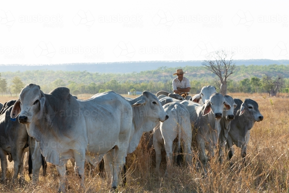 Man mustering cattle - Australian Stock Image