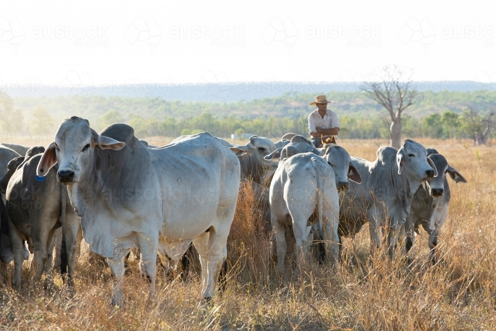 Man on a horse mustering cattle - Australian Stock Image