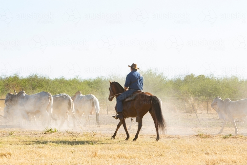 Man on horse, mustering cattle on dry farm - Australian Stock Image