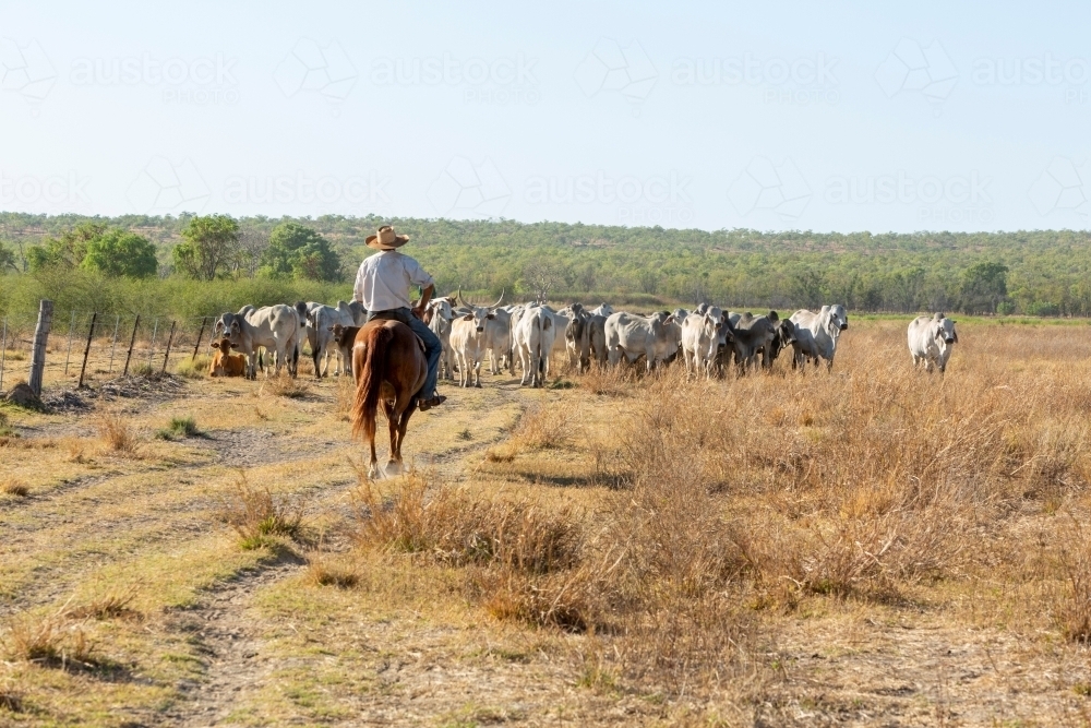 Man on horse, mustering cattle on dry farm - Australian Stock Image