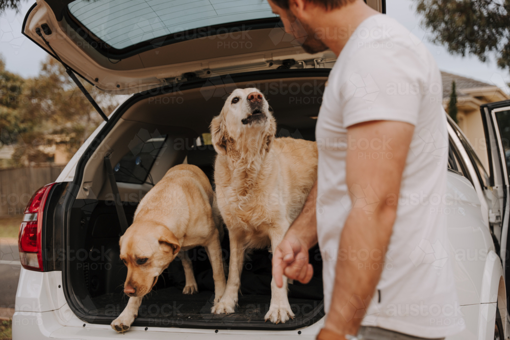 Man standing at the back of the car with dogs in the car boot. - Australian Stock Image