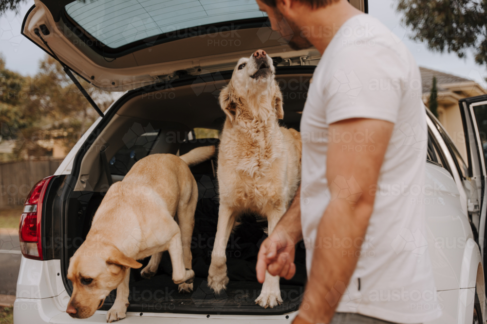 Man standing at the back of the car with dogs in the car boot. - Australian Stock Image