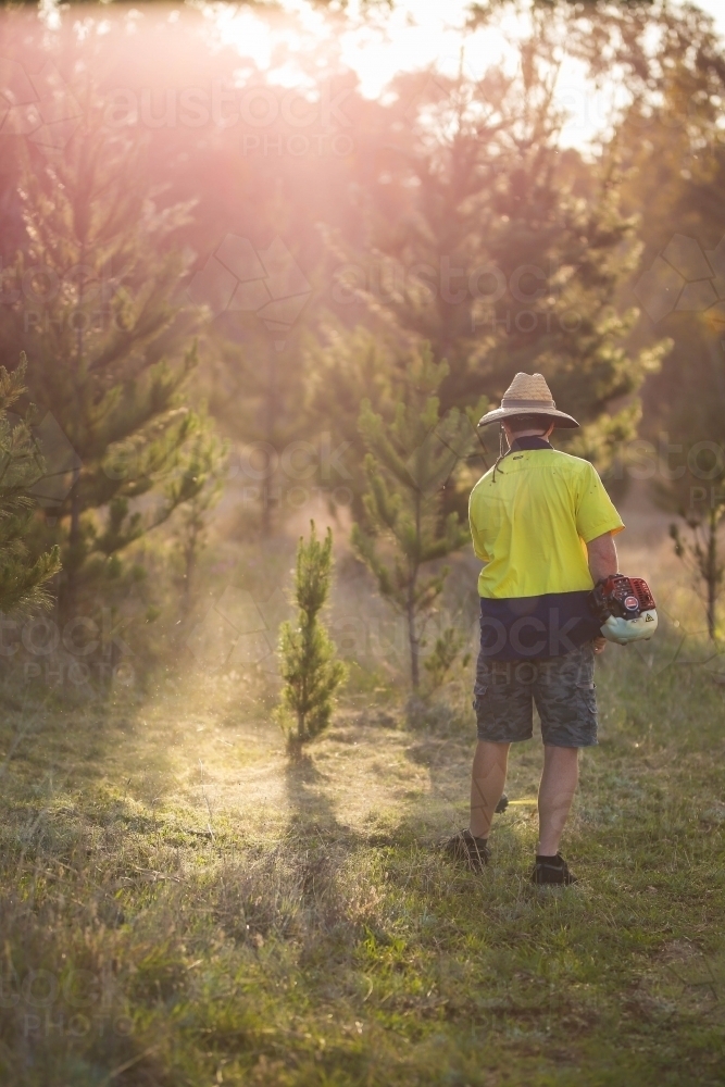 Man using whipper snipper near pine trees - Australian Stock Image