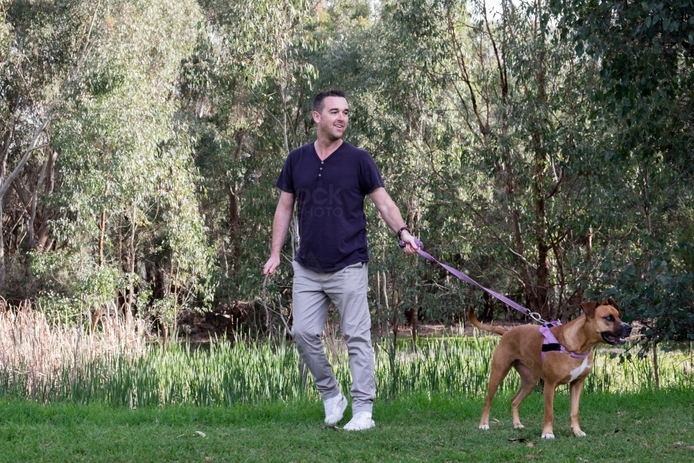 Man walking Large Crossbreed Brown Dog in Park on leash - Australian Stock Image