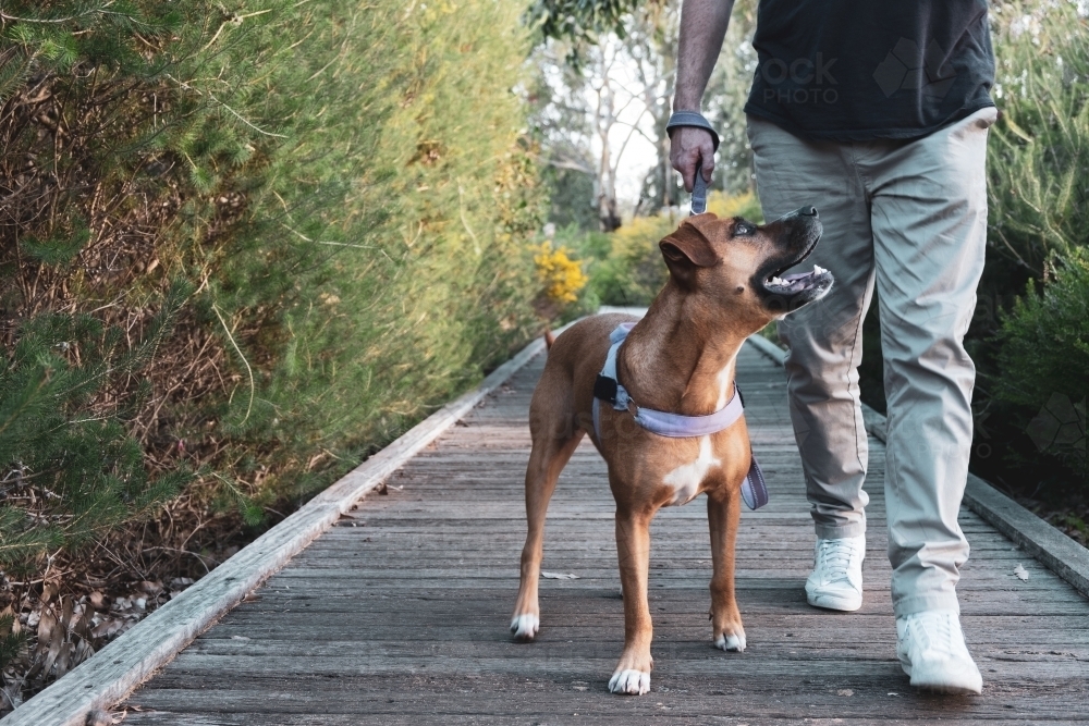 Man walking Large Crossbreed Brown Dog on boardwalk - Australian Stock Image