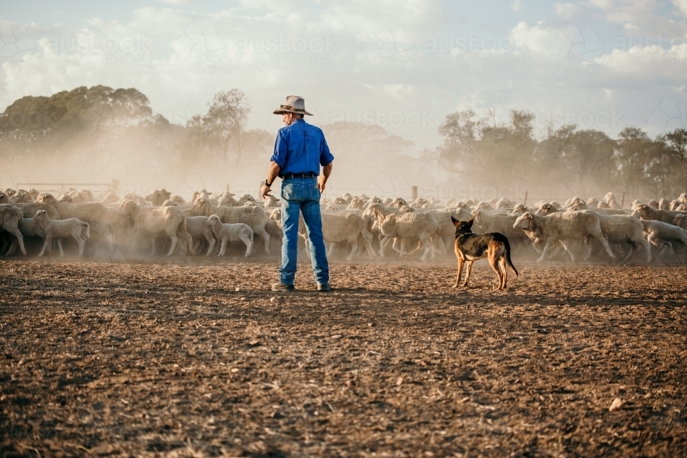 man with a dog watching a group of sheep - Australian Stock Image