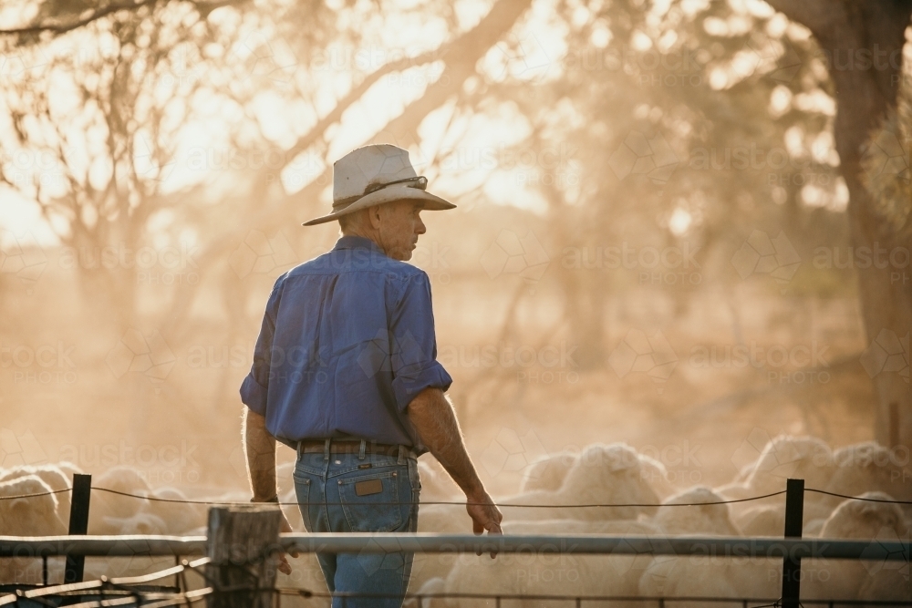 man with a flock of sheep - Australian Stock Image
