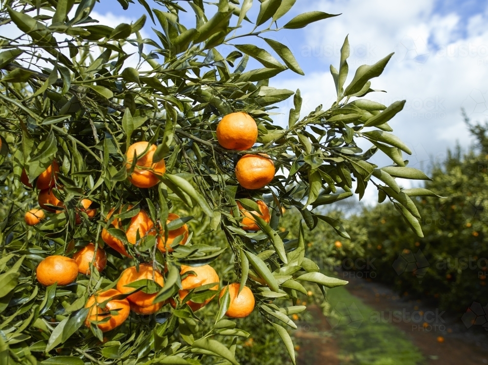 Mandarins on a tree in an orchard - Australian Stock Image