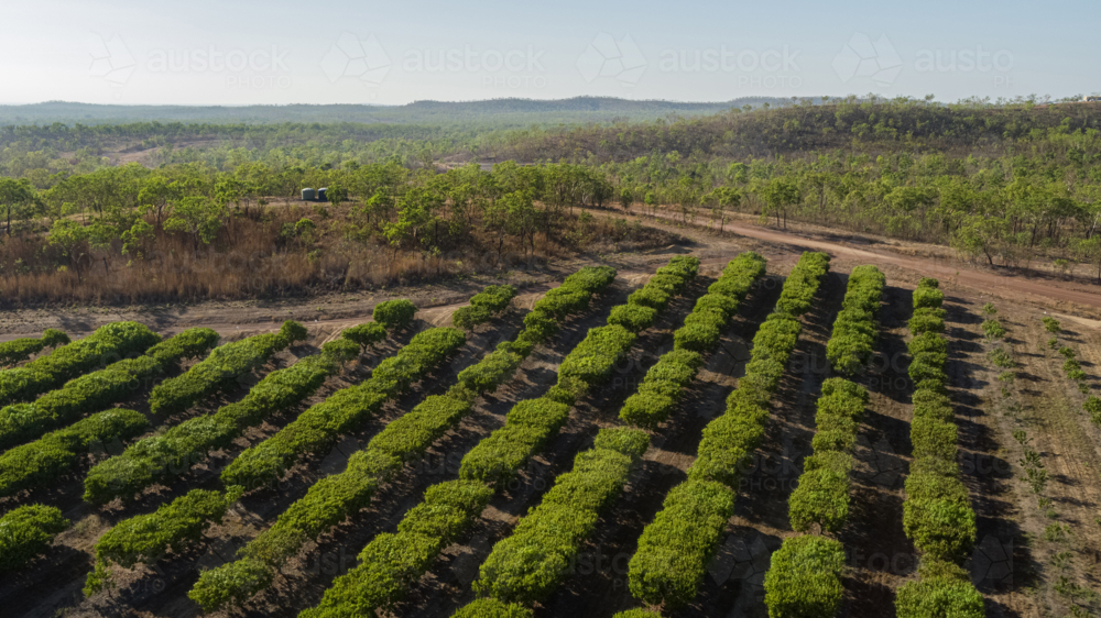 Mango farm view of orchard trees in a row - Australian Stock Image