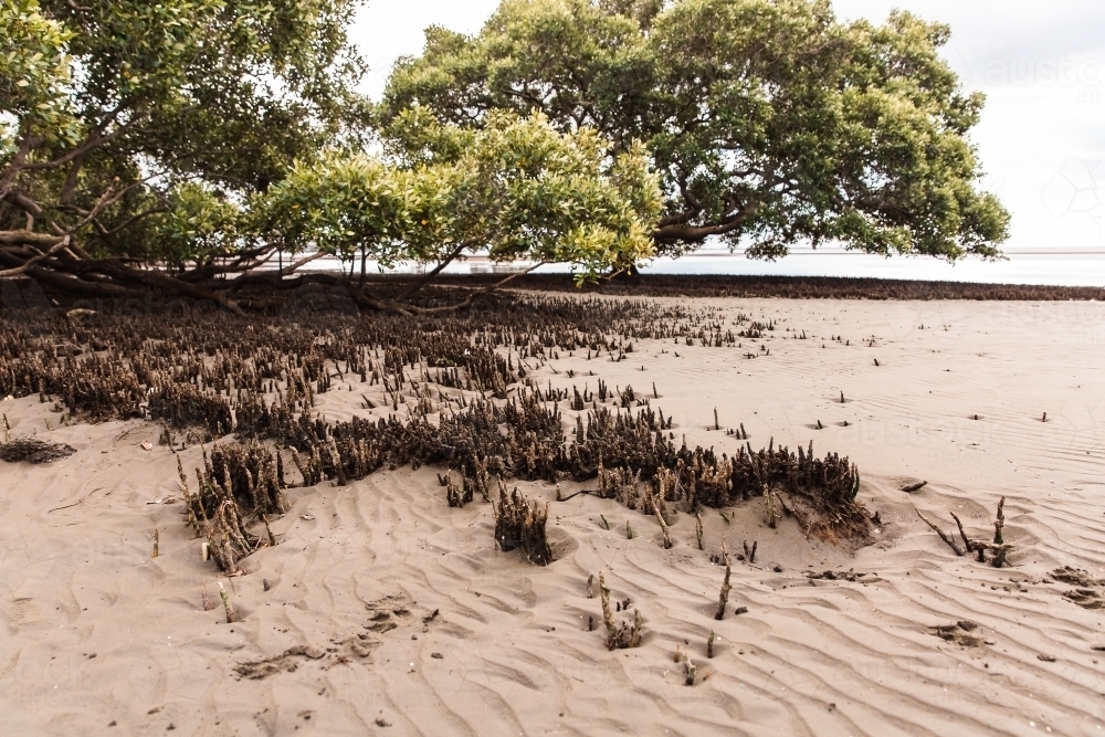 mangrove tree and roots - Australian Stock Image