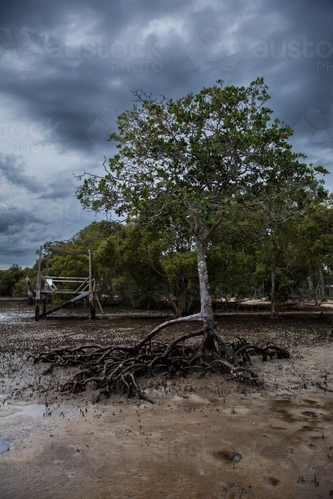 mangrove tree at low tide on a stormy day - Australian Stock Image