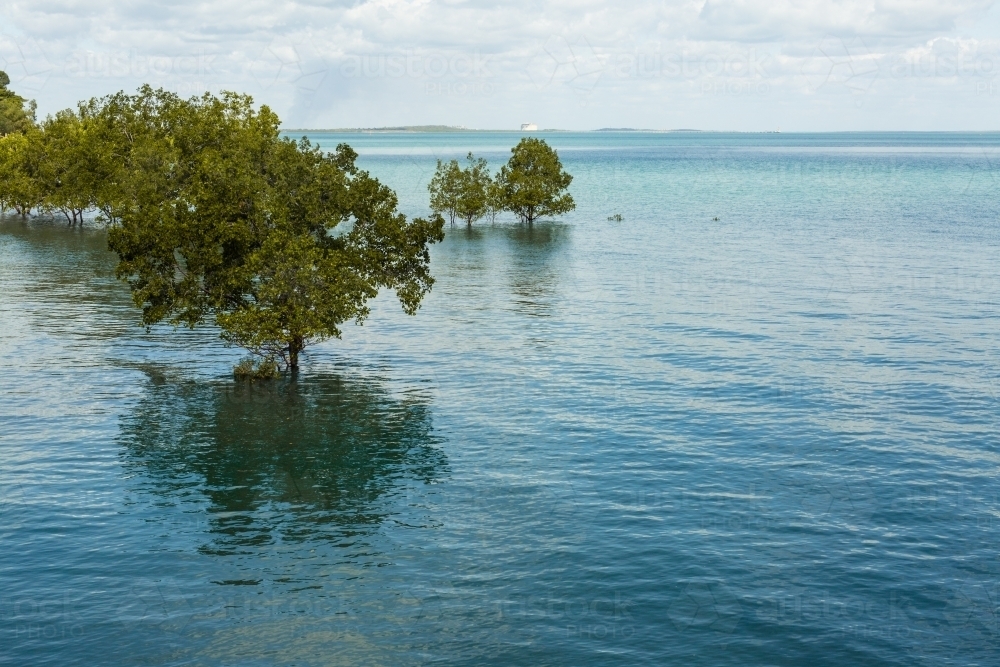 Mangrove trees and their reflections in the ocean off darwin - Australian Stock Image