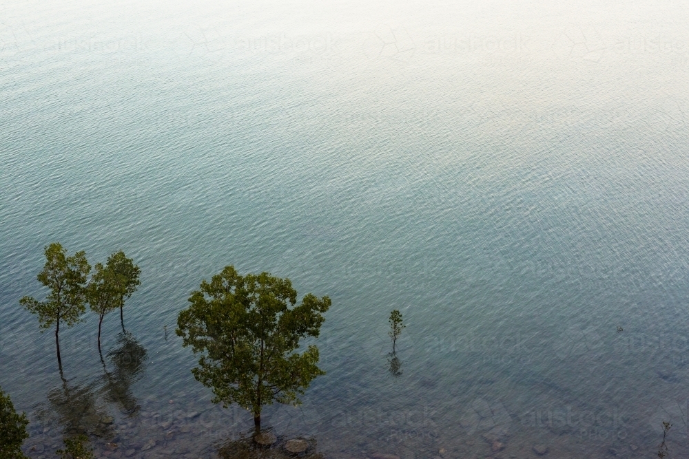 Mangrove trees and their reflections in the ocean off Darwin - Australian Stock Image