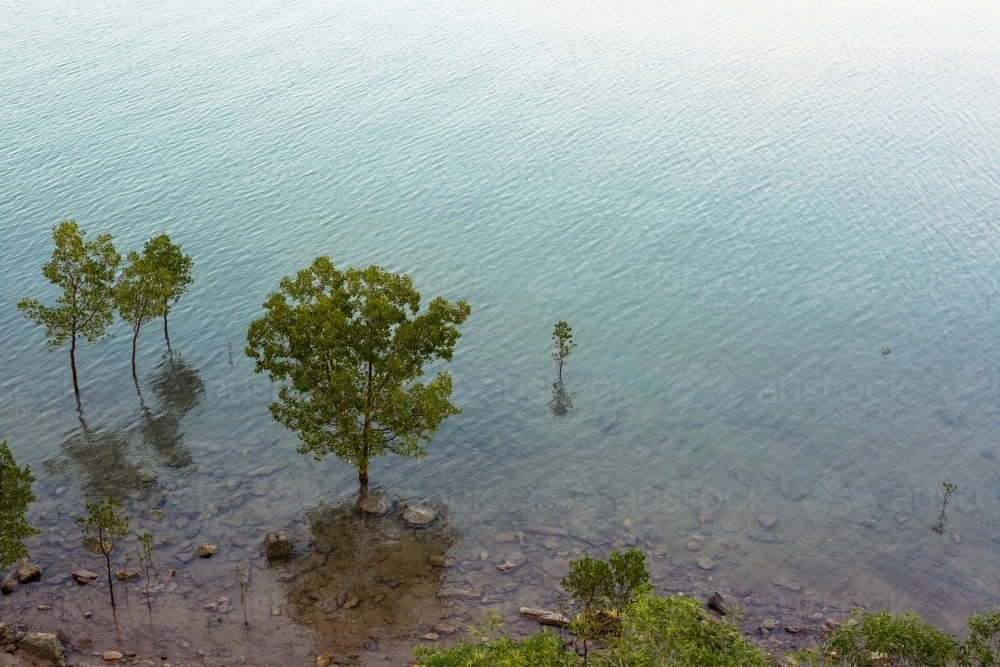 Mangrove trees and their reflections in the ocean off Darwin - Australian Stock Image