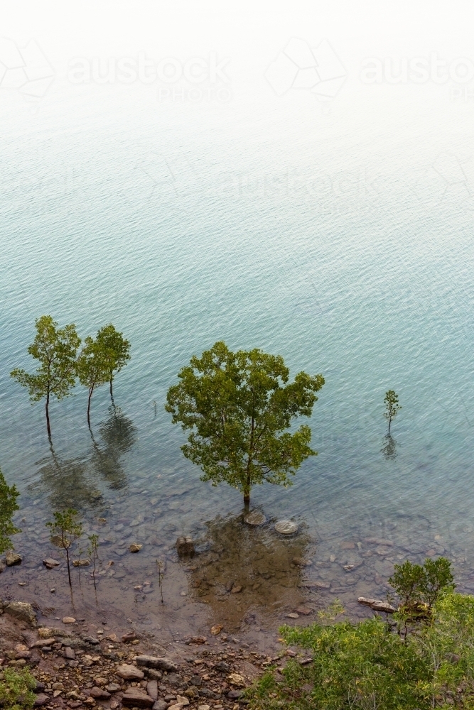 Mangrove trees and their reflections in the ocean off Darwin - Australian Stock Image