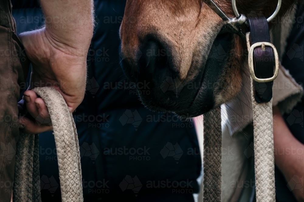 Mans hand hold horse reins. - Australian Stock Image