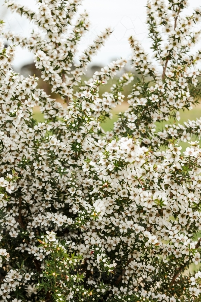 Manuka tea tree in flower. - Australian Stock Image