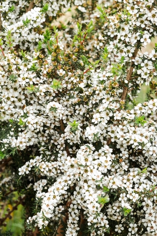 Manuka tea tree in flower - Australian Stock Image