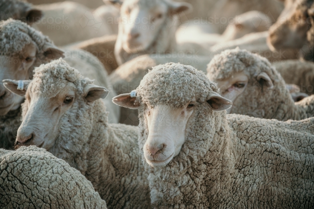 Many sheep standing in farmland enclosure - Australian Stock Image