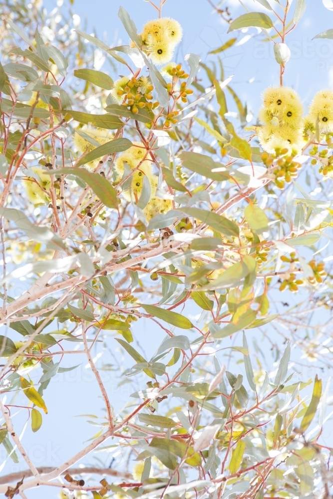 Many yellow gum blossom flowers in a tree with leaves with a blue sky in the background - Australian Stock Image