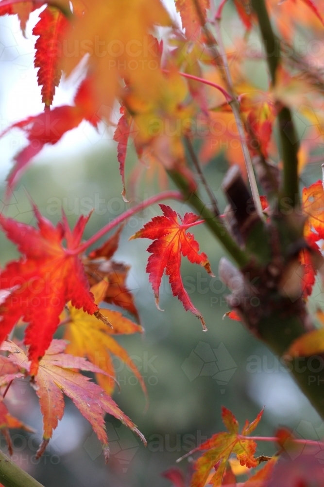 Maple leaves in autumn - Australian Stock Image