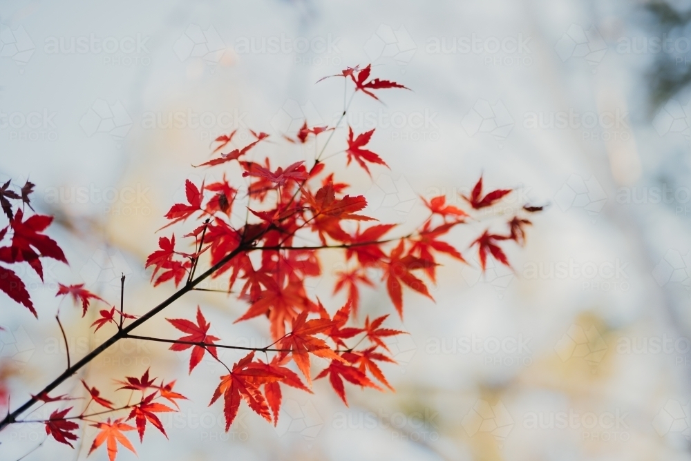 Maple tree leaves in Autumn - Australian Stock Image