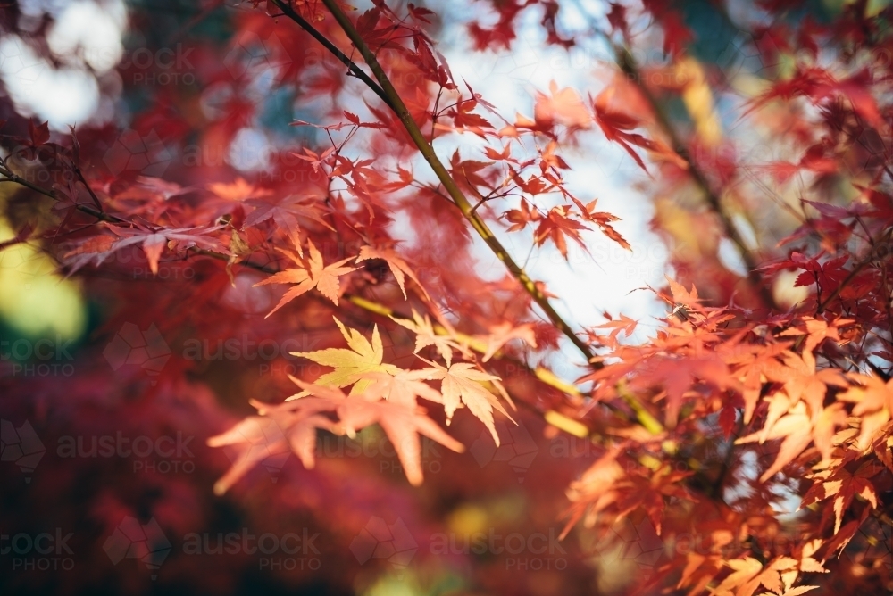 Maple tree leaves in Autumn - Australian Stock Image