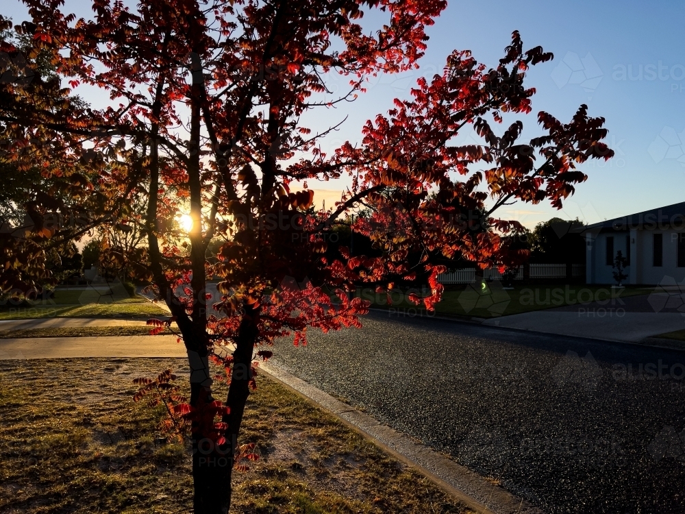 Maple tree with vibrant red leaves bathed in a warm morning sun - Australian Stock Image