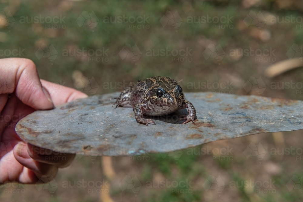 Marbled Frog - Australian Stock Image