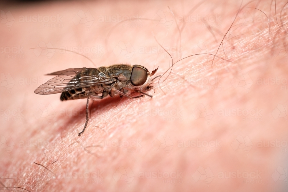 March Fly Biting Skin - Australian Stock Image