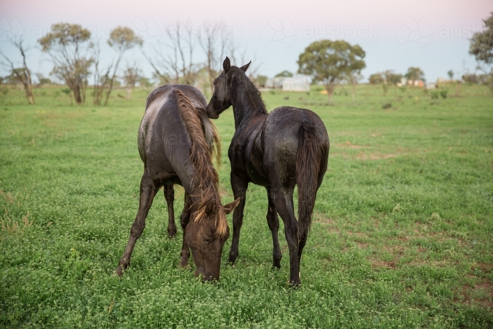 Mare and foal - Australian Stock Image