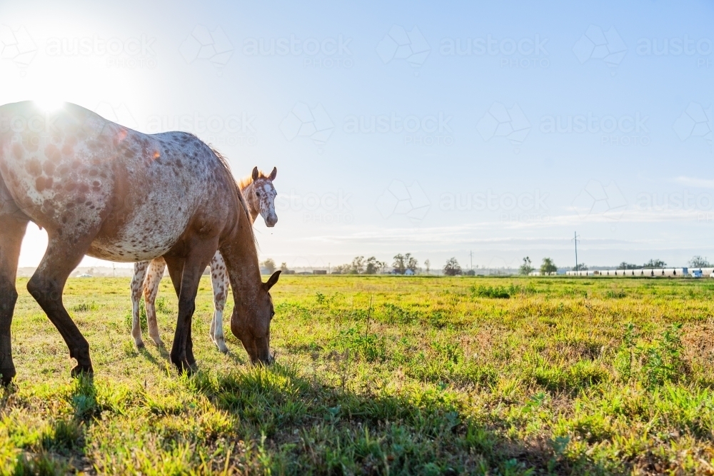 Mare and foal grazing in green paddock in morning sunlight on horse farm - Australian Stock Image