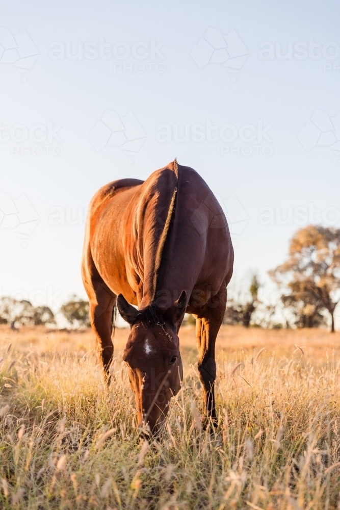 Mare in sunshine eating in the paddock - Australian Stock Image